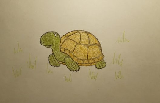 Как нарисовать черепаху карандашом поэтапно для детей