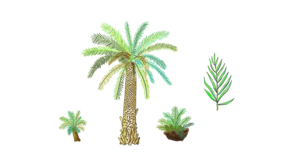 Как нарисовать пальму и пальмовый лист карандашом поэтапно для детей